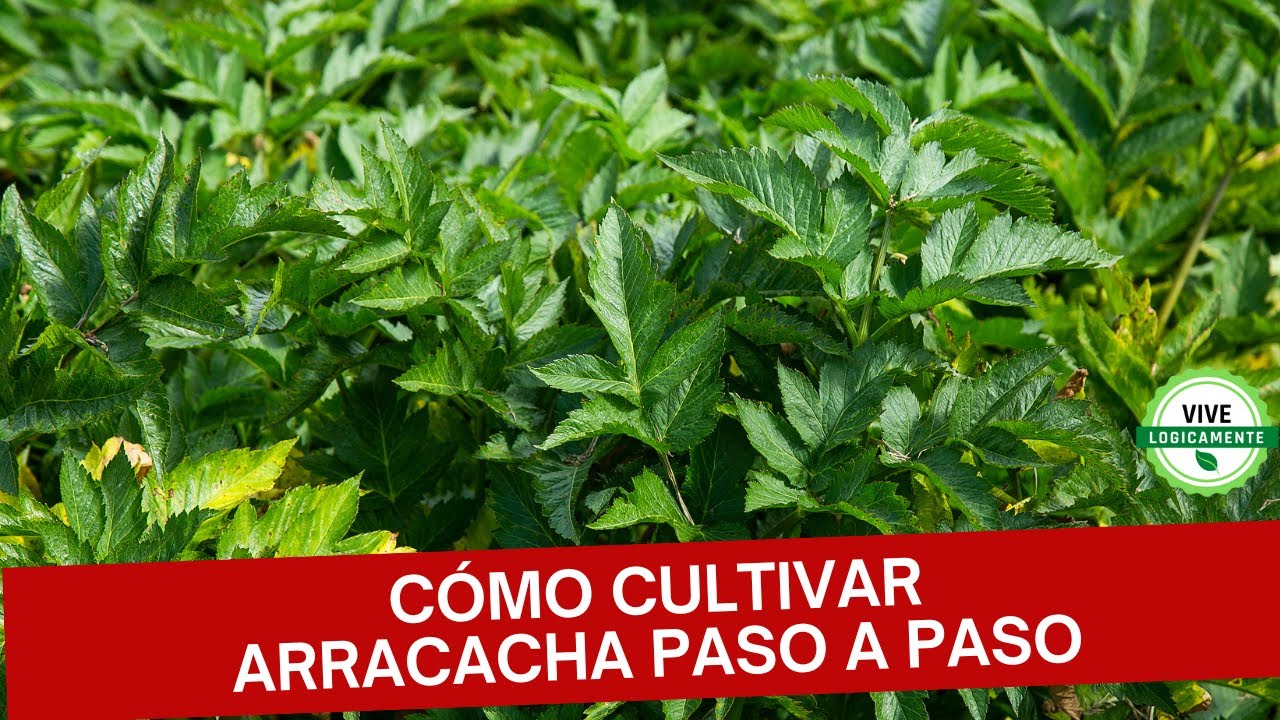 Todo sobre la Arracacha: Beneficios, Cultivo y Producción