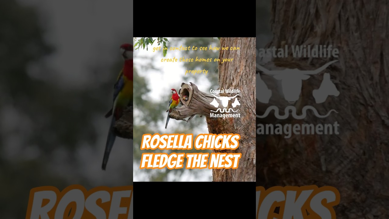 Eastern Rosella hollow created with the Hollowhog #habitatcreation #australianwildlife #birds