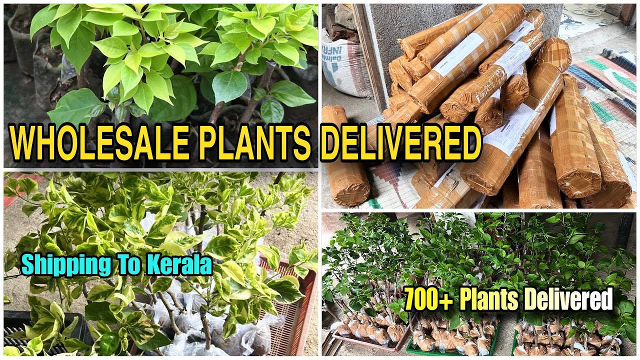 700+ Plants Paking🌱|| Shipping To Kerala🔥|| Wholesale Plants Supplier🏵️|| All India Delivered🚚||
