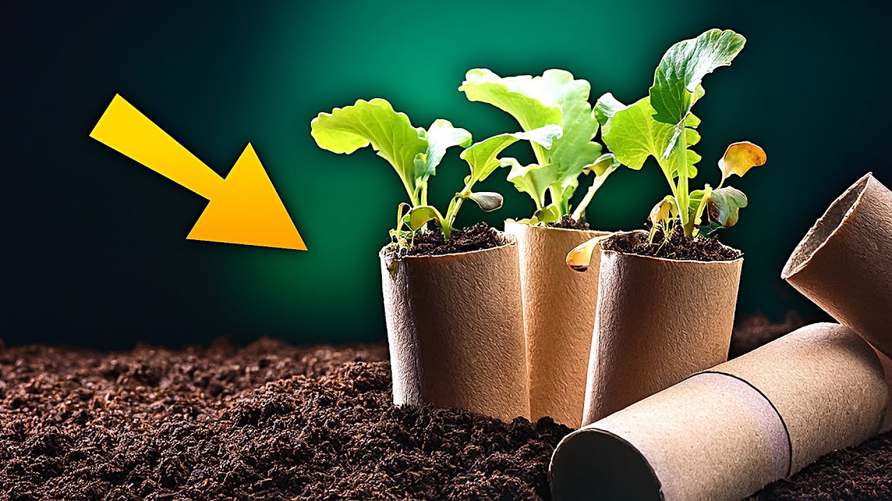 Не выбрасывайте втулки от туалетной бумаги: используйте их повторно в своем саду