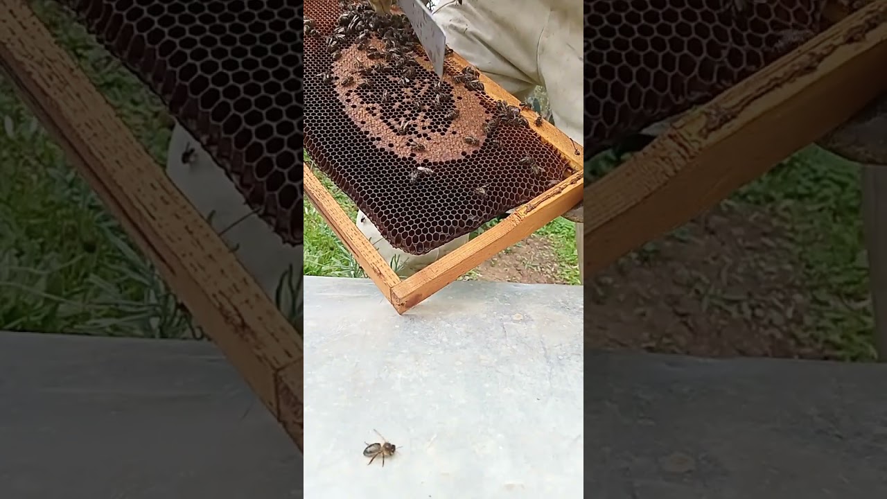 تفقد الخلايا هل بدا الربيع ام لا