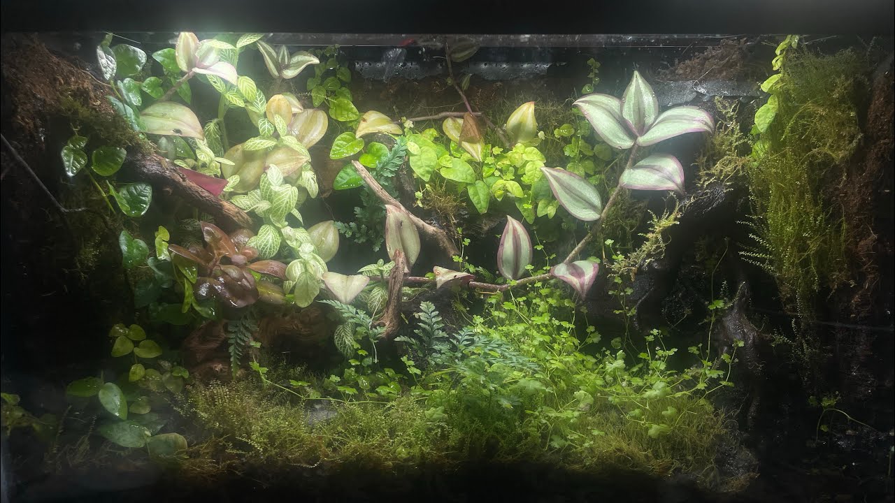 let’s make another dart frog vivarium! with waterfall and mistmaker!