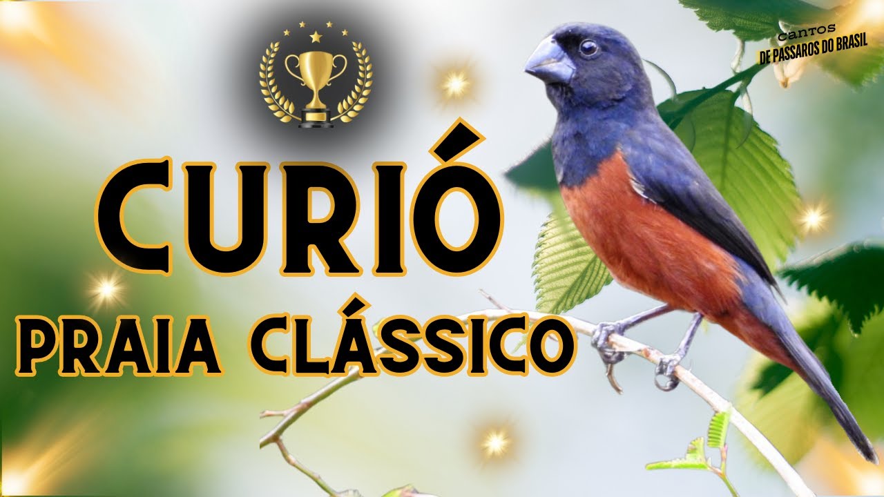 Canto praia clássico intervalos de 15 minutos nota 10!