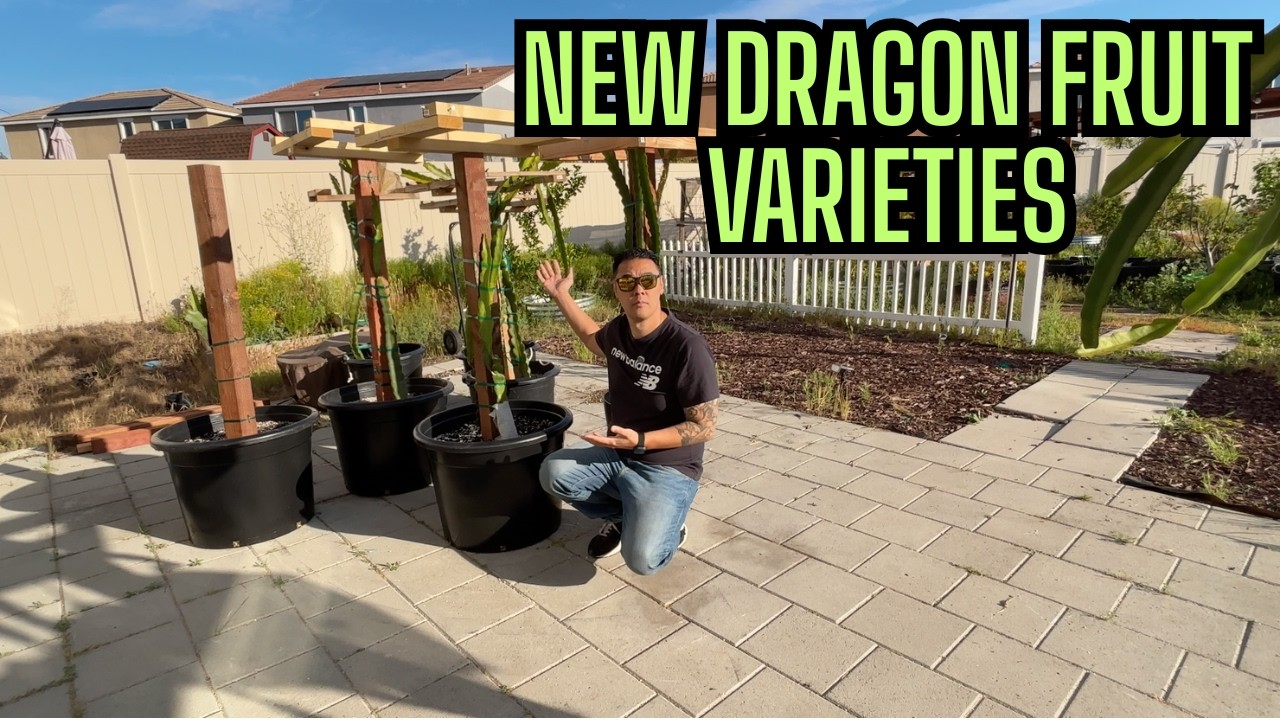 Мои новые сорта драконьего фрукта на сезон 2026 года