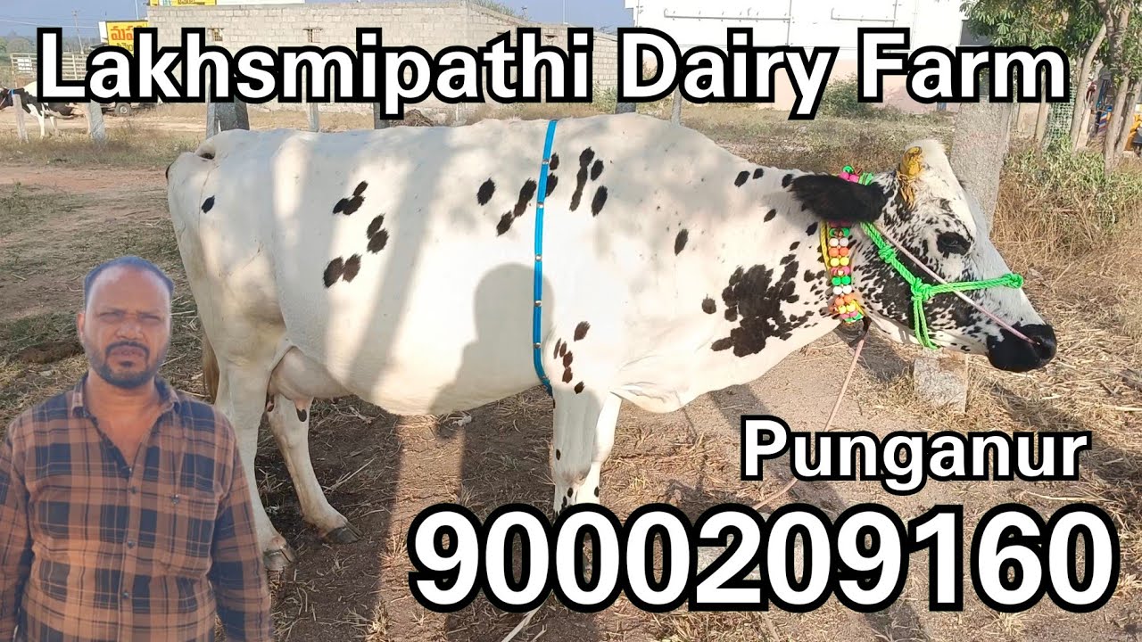 Lakhsmipathi Dairy Farm Punganur Cows 🐄🐮