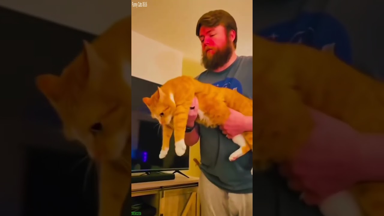 Funny Pets 😅 Cats Being Cats 😻 # Part 4706