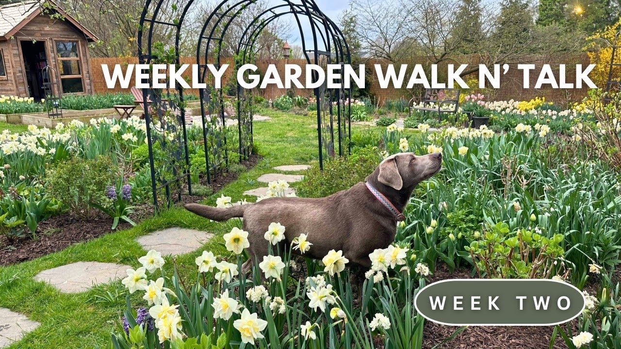 Weekly Garden Tour / Daffodil Meadow, Raised Bed Garden Redesign, Cottage Garden in Early Spring