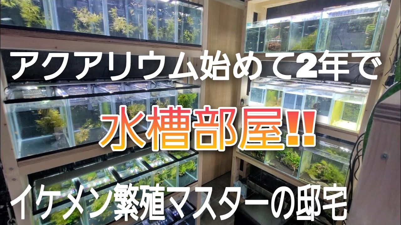 アクアリウム始めて２年で水槽部屋⁉　イケメン繫殖マスターの邸宅‼　aquarium　アクアリウム　淡水魚　アロワナ　グッピー　メダカ