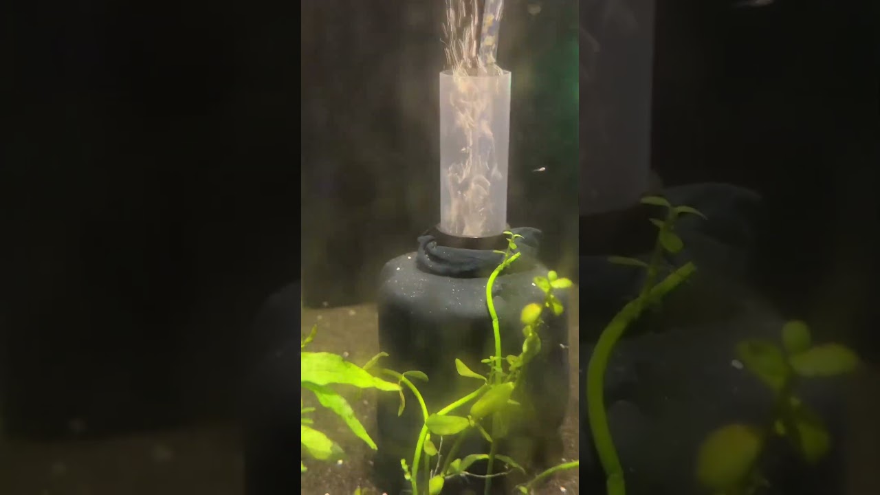 here’s the angelfish fry setup breakdown😁