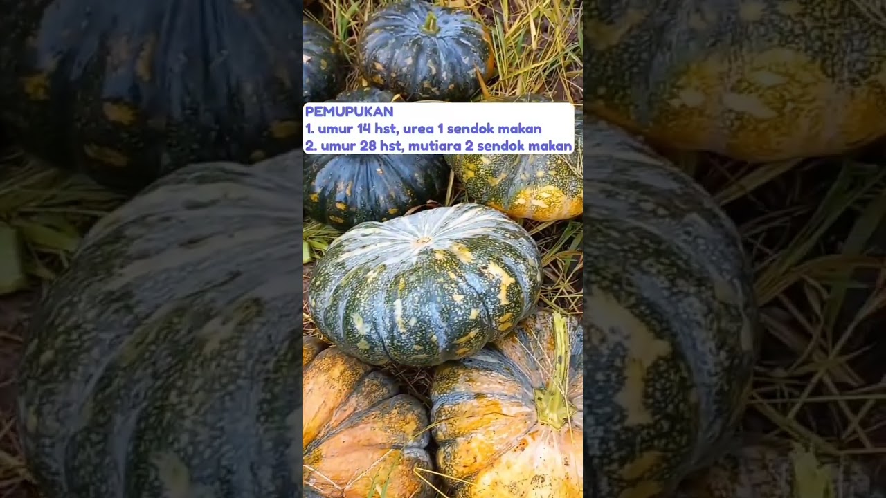 Pemupukan Waluh Suprema F1 #petanimuda