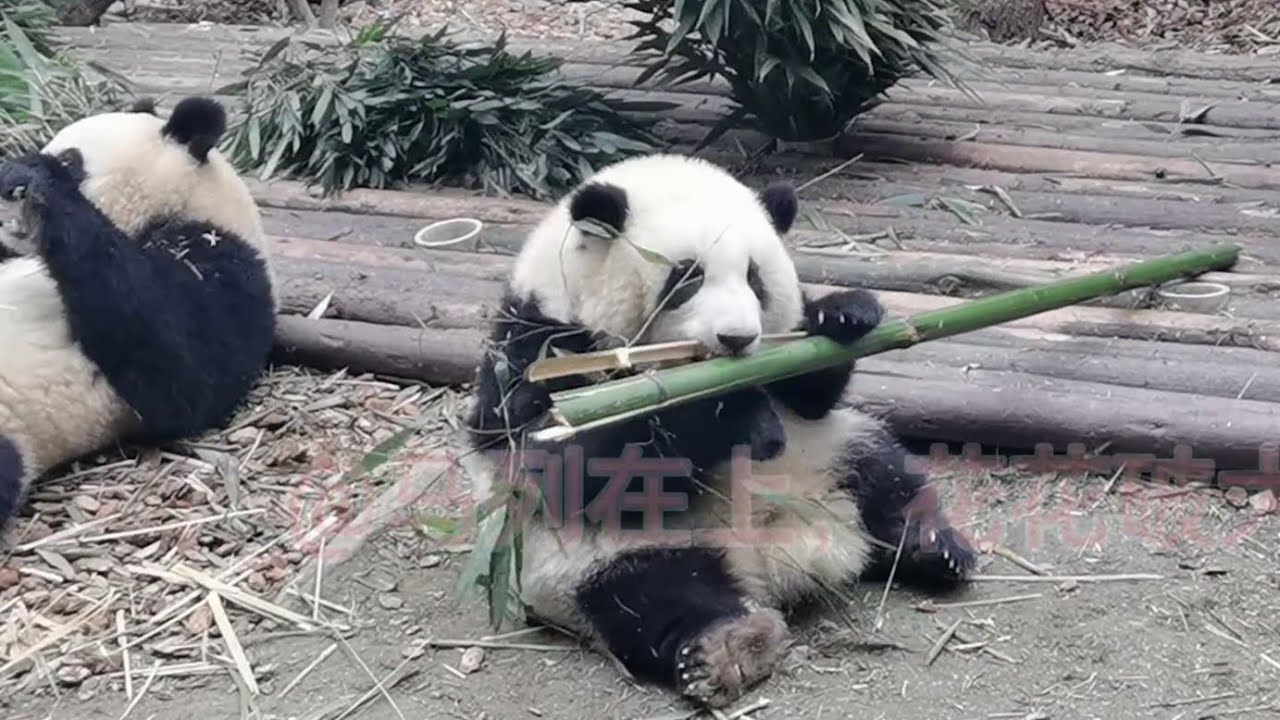 01.24 花花尝试破大竹杆~ HuaHua tries to break the big bamboo pole~