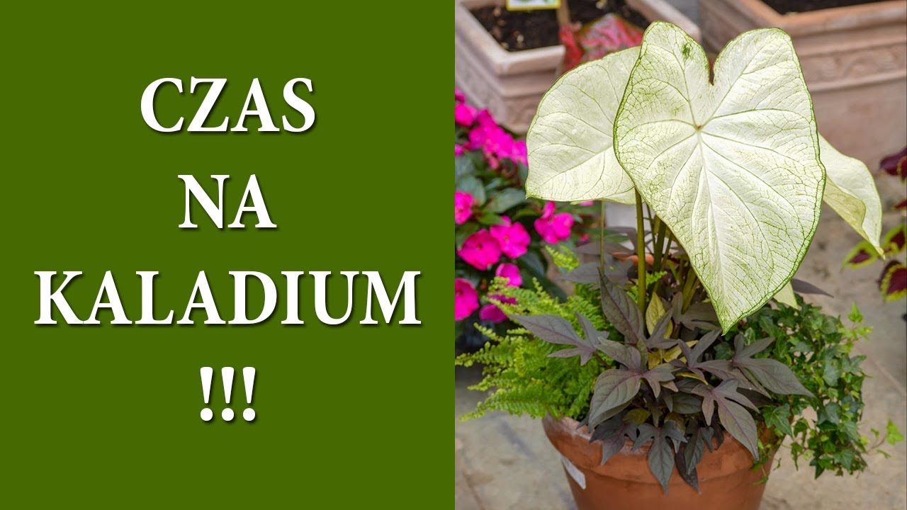 KALADIUM piękna roślina do cienia / Uprawa CALADIUM w ogrodzie / Jak wybudzić kaladium / MrsGarden
