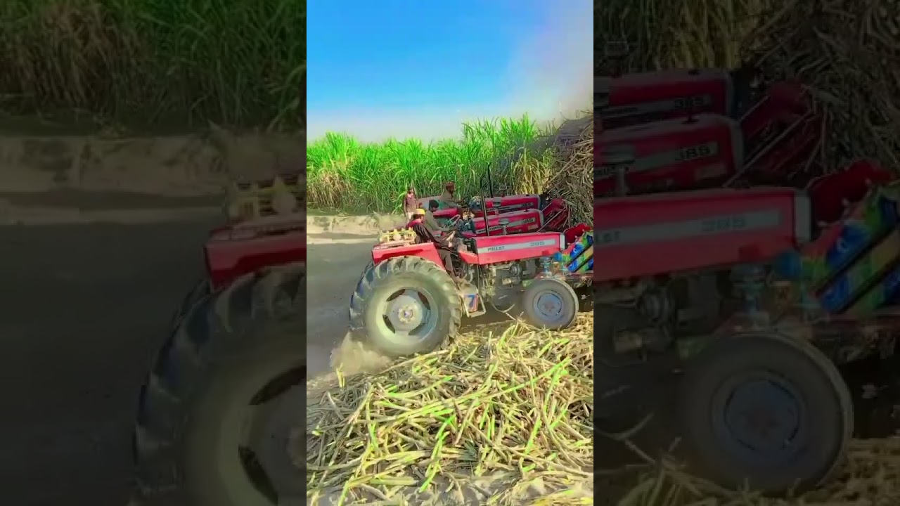 5 tractors pulling loaded sugarcane trolley #385 #brundertractor #farming #tractorslovers