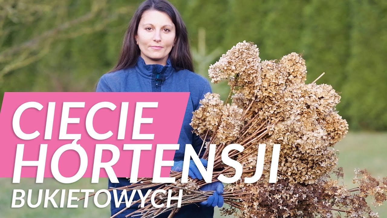 ✂️ Cięcie hortensji bukietowych. Jak przycinać hortensje na wiosnę?
