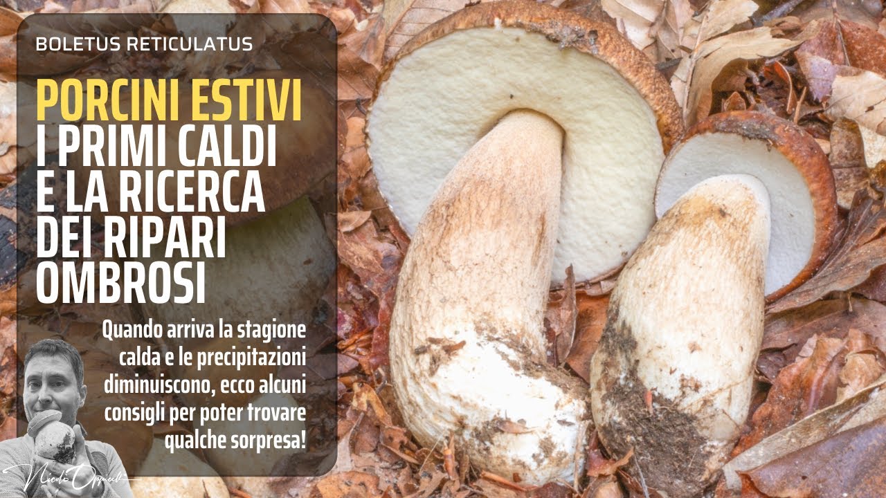 Funghi porcini | Porcini estivi: il caldo e la ricerca dell'ombra