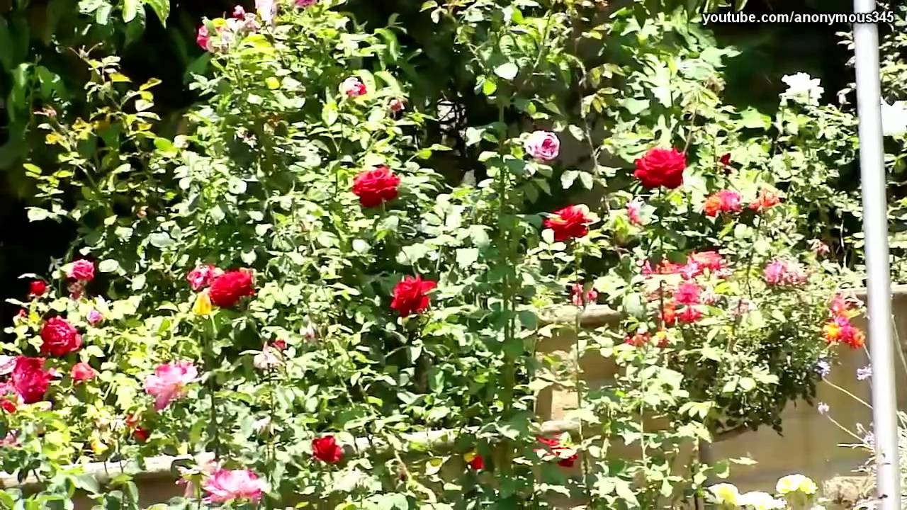 Sony Cyber-shot DSC-H20 Camera Sample Pictures and Video