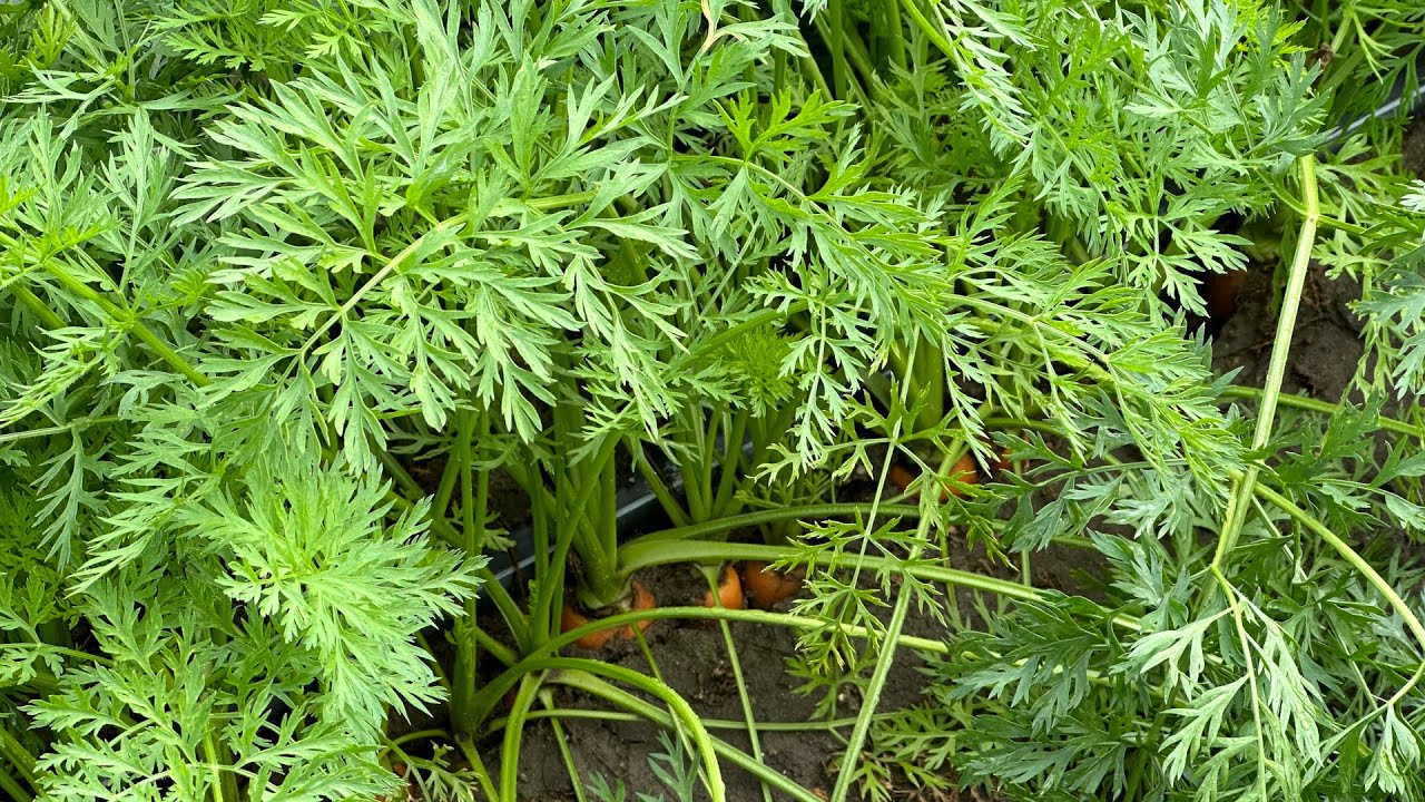 Presja chor&oacute;b i szkodnik&oacute;w w uprawie marchwi. Na co zwr&oacute;cić uwagę na plantacjach? Jak je chronić?