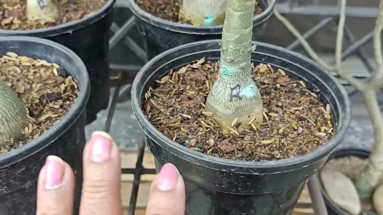 Dekhiye aaj mere garden ka work 