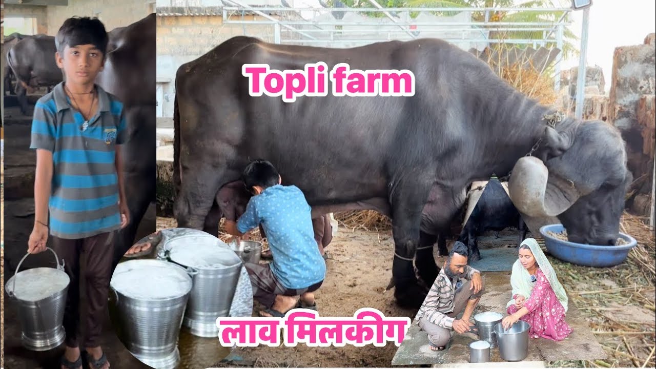 #जाफराबादी भेस टोप #तबैलानी लाव मिलकीग विडीयो 7 दिन की वियाणेलीसे 