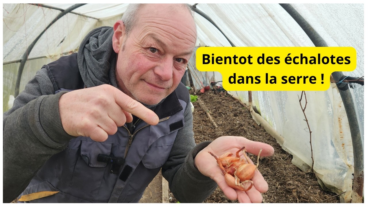 Bientot des échalotes dans la serre !