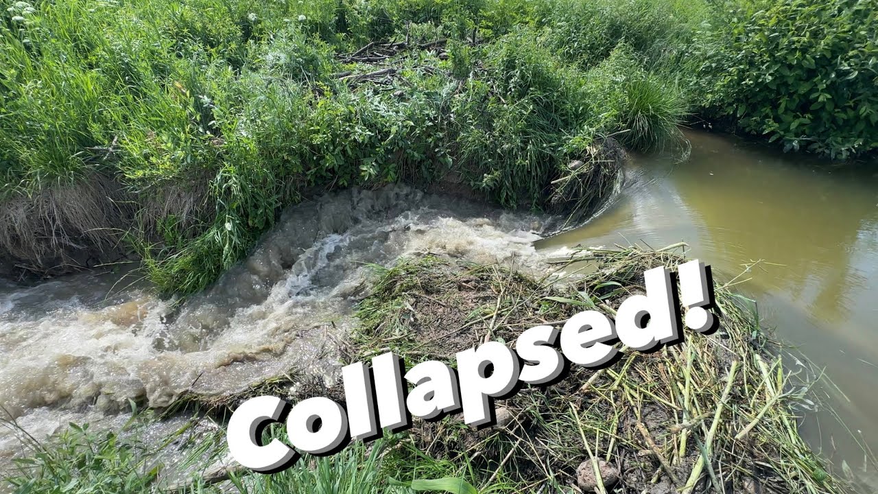 Powerful Current After Beaver Dam Collapse!
