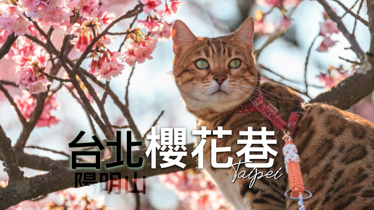 陽明山『最美櫻花巷』｜平菁街42巷｜走春賞櫻｜順遊稻浪棧道 