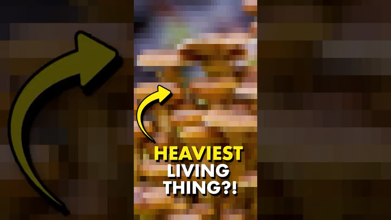 Can you guess the HEAVIEST living organism?