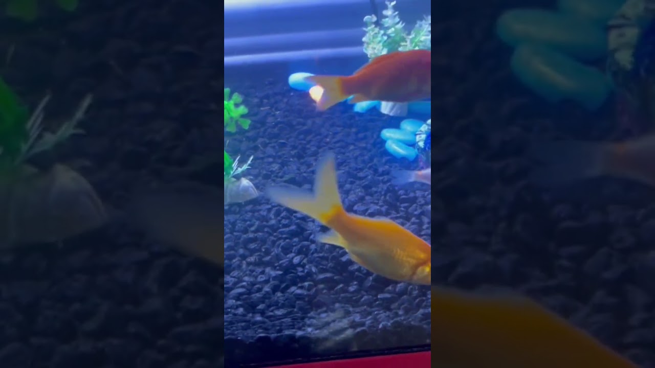 Cuantas veces al d&iacute;a debo alimentar mis Goldfish