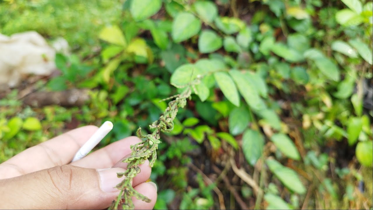 TANAMAN RERUMPUTAN PROTEIN TINGGI // BAIK UNTUK KELINCI
