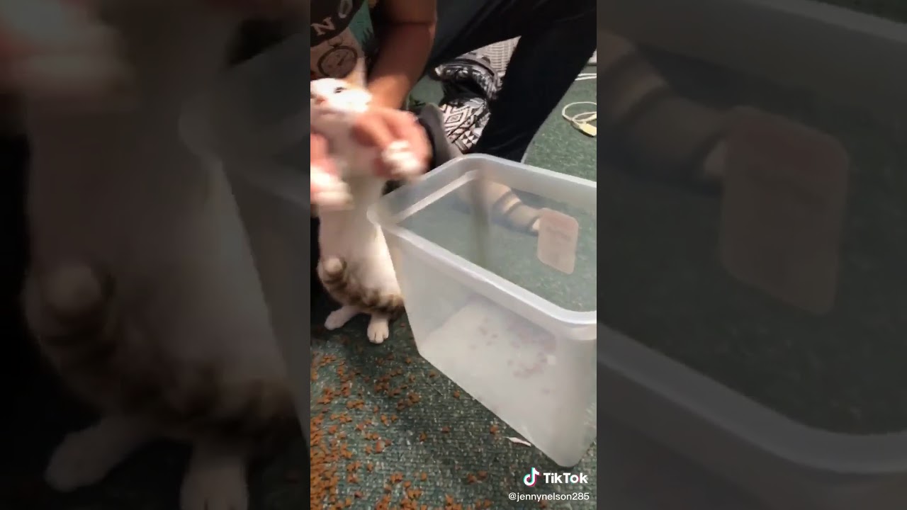 That cat cleaning his own mess tik tok