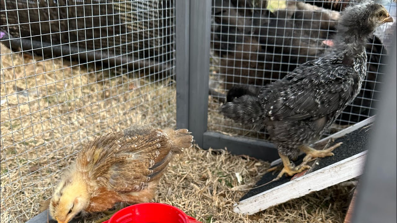 Live‼️ Baby Chicks Explore the Big World! 🐥✨