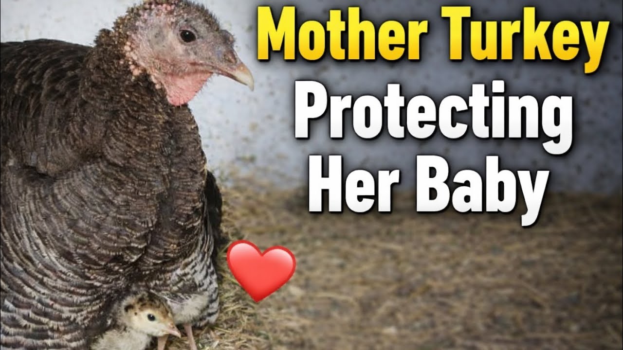 Mother turkey protecting her baby chicks | amazing turkey chicks hatching eggs | 