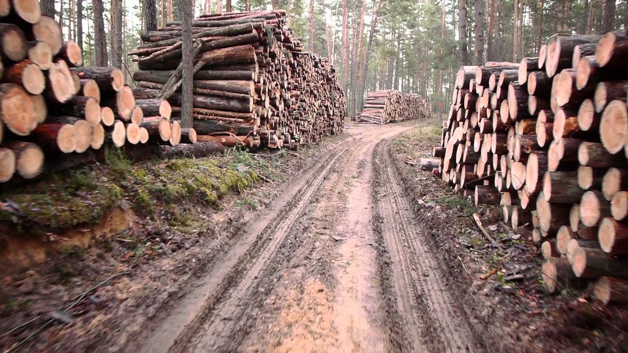 Moderne Holzfeuerung im Wohnraum