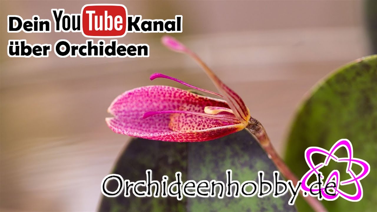 Die verbl&uuml;ffende Sch&ouml;nheit von Restrepia elegans - Jetzt in Bl&uuml;te!