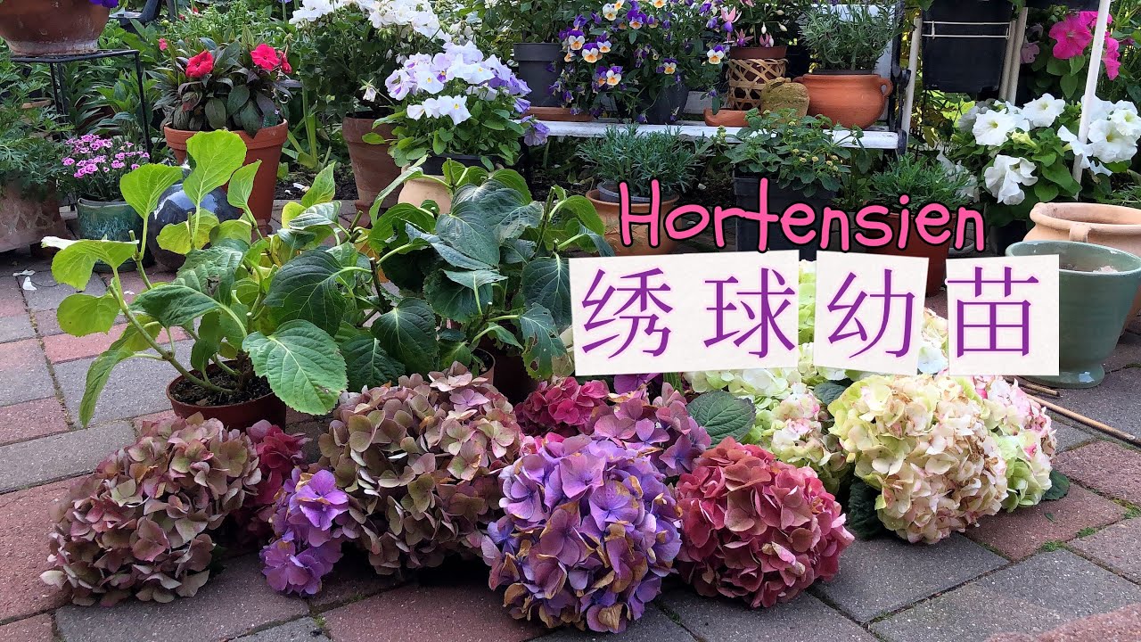 买回来的大花绣球幼苗是先赏花还是先养根/Hortensien /花后如何正确修剪/地栽需要做什么和注意什么/21.06.2022
