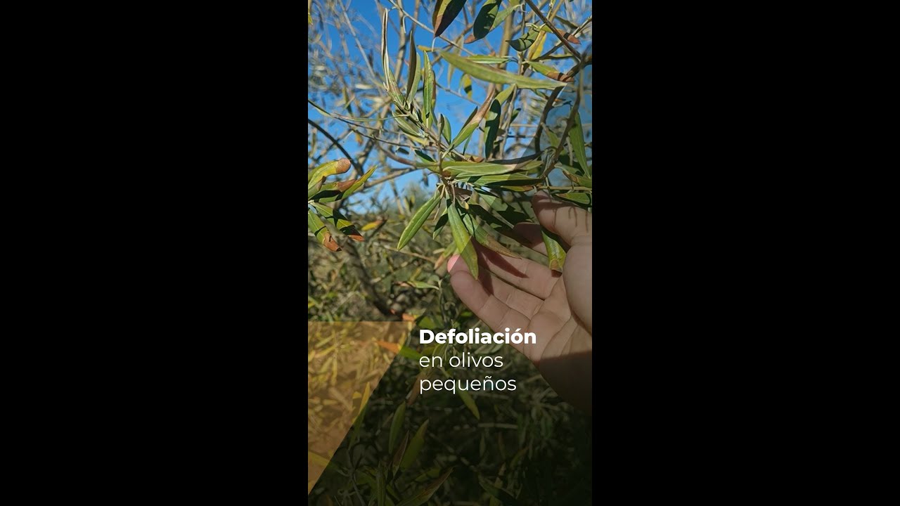 Defoliación en Olivos Pequeños