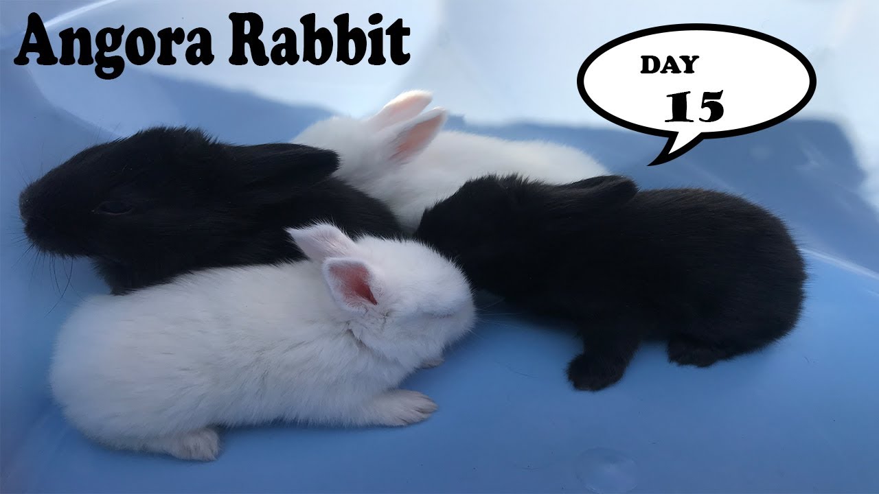 Angora Rabbit Baby Day 15 - pet rabbit- Angora rabbit in Pakistan (2019)