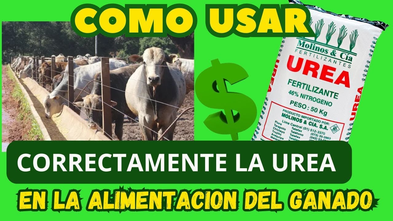 COMO UTILIZAR LA UREA COMO FUENTE DE PROTEINA PARA EL GANADO (Una buena alternativa para la engorda)