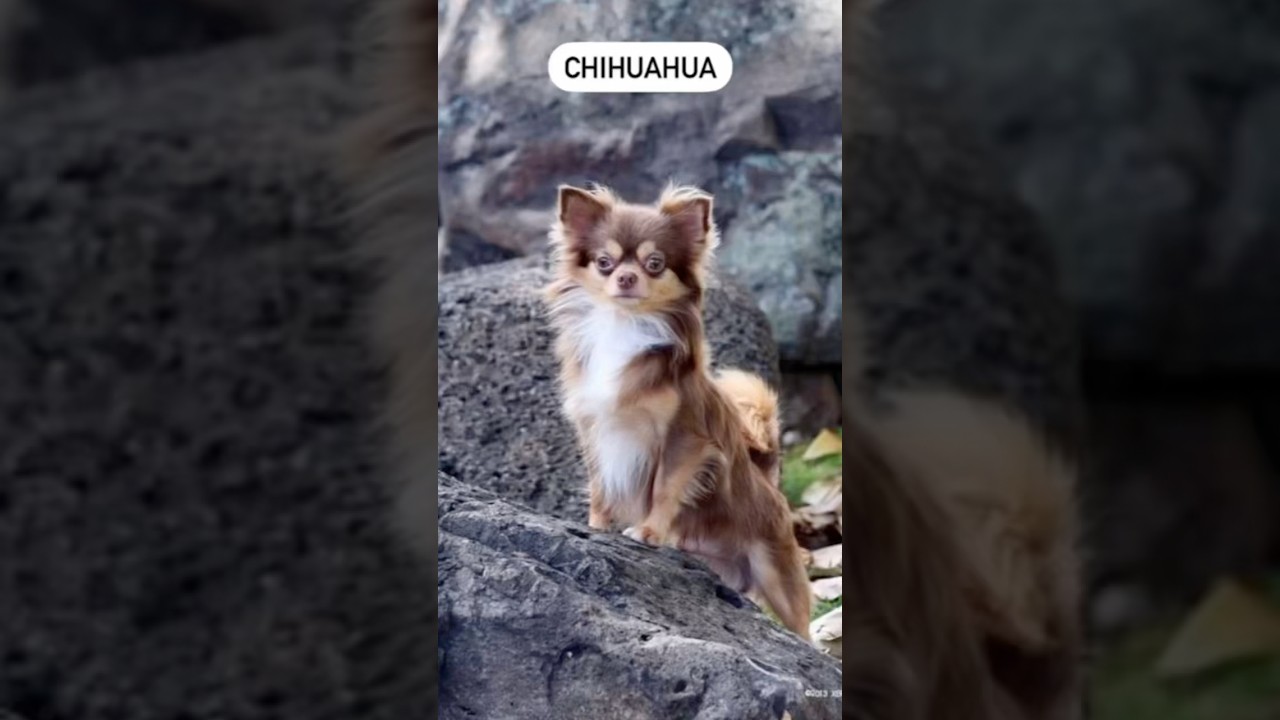 Chihuahua to prawdziwe małe giganty w świecie ps&oacute;w!  #pies #Chihuahua #opieka #puppy