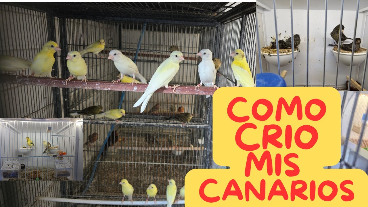 COMO CRIO LOS CANARIOS