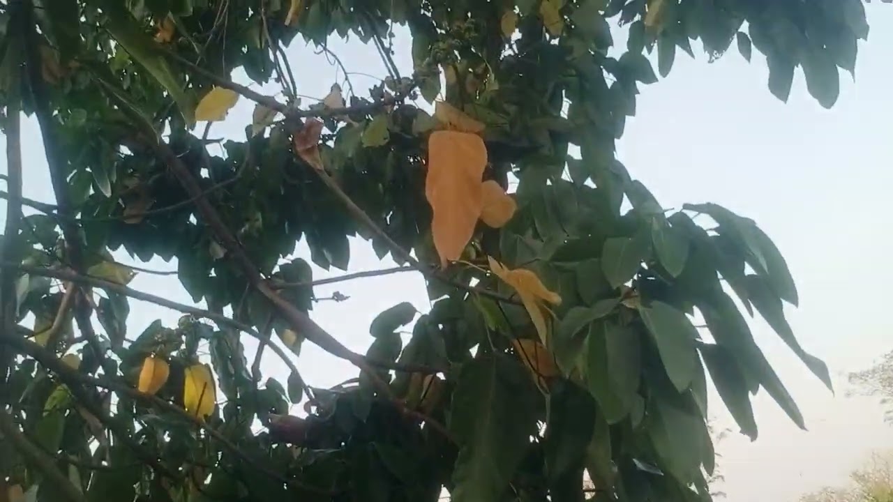 CÂY ƯƠI GHÉP RA HOA NĂM 2026