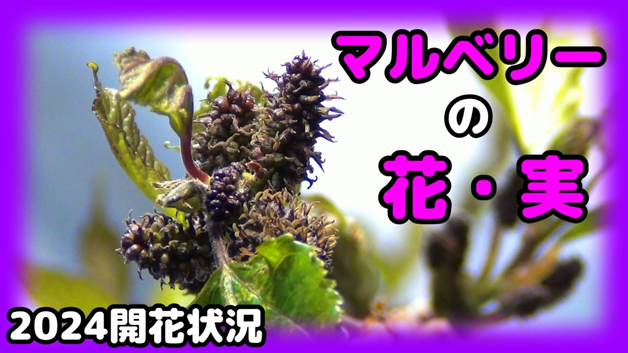 【2024年3月】スイートマルベリーの花・実の付き具合は…？【桑の実】【アントシアニン】【美容と健康に】