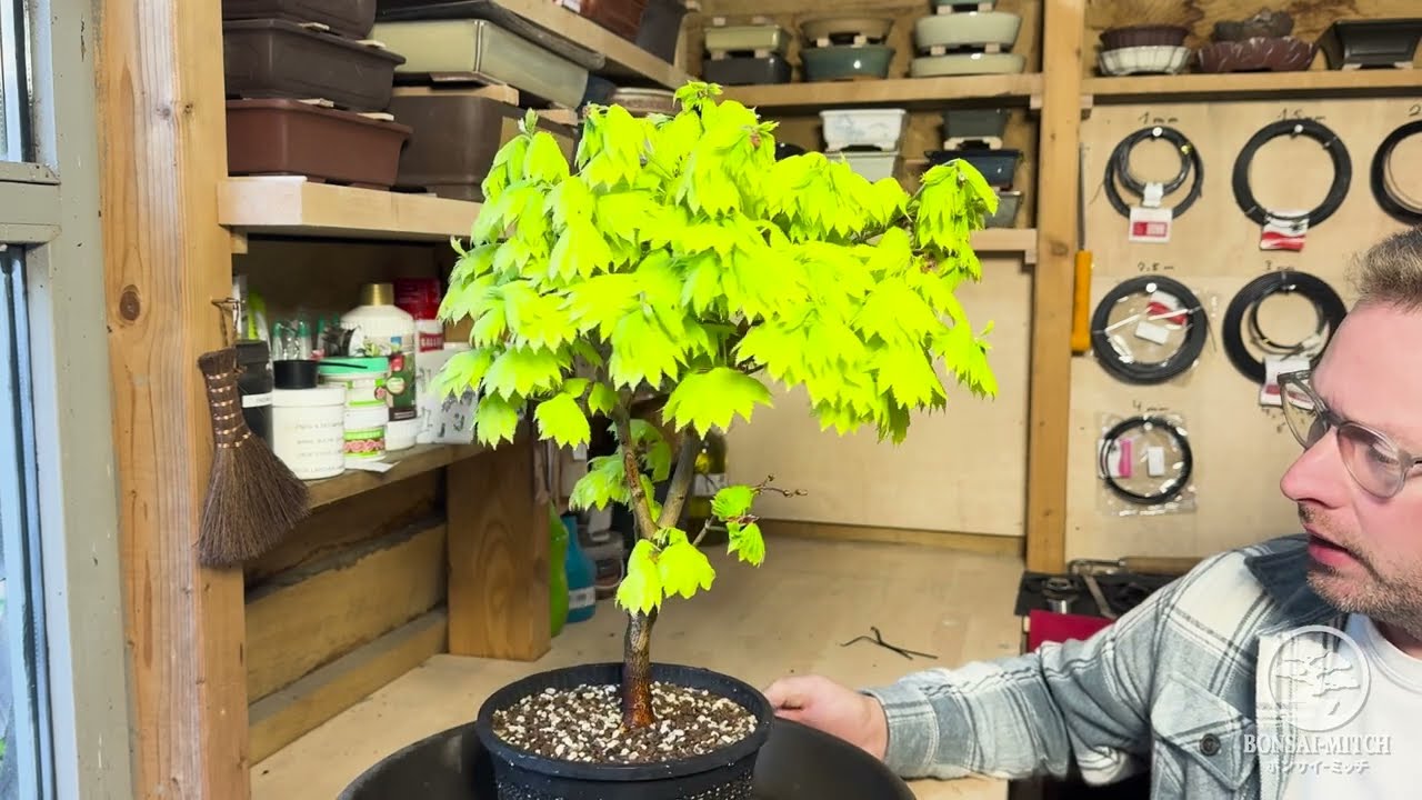 Bonsai Rohling | Goldahorn Acer Shirasawanum Aureum | #5