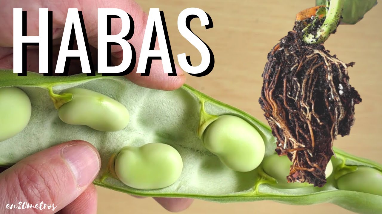 Cultivo de HABAS para comer o para aportar NITRÓGENO a la tierra || en20metros