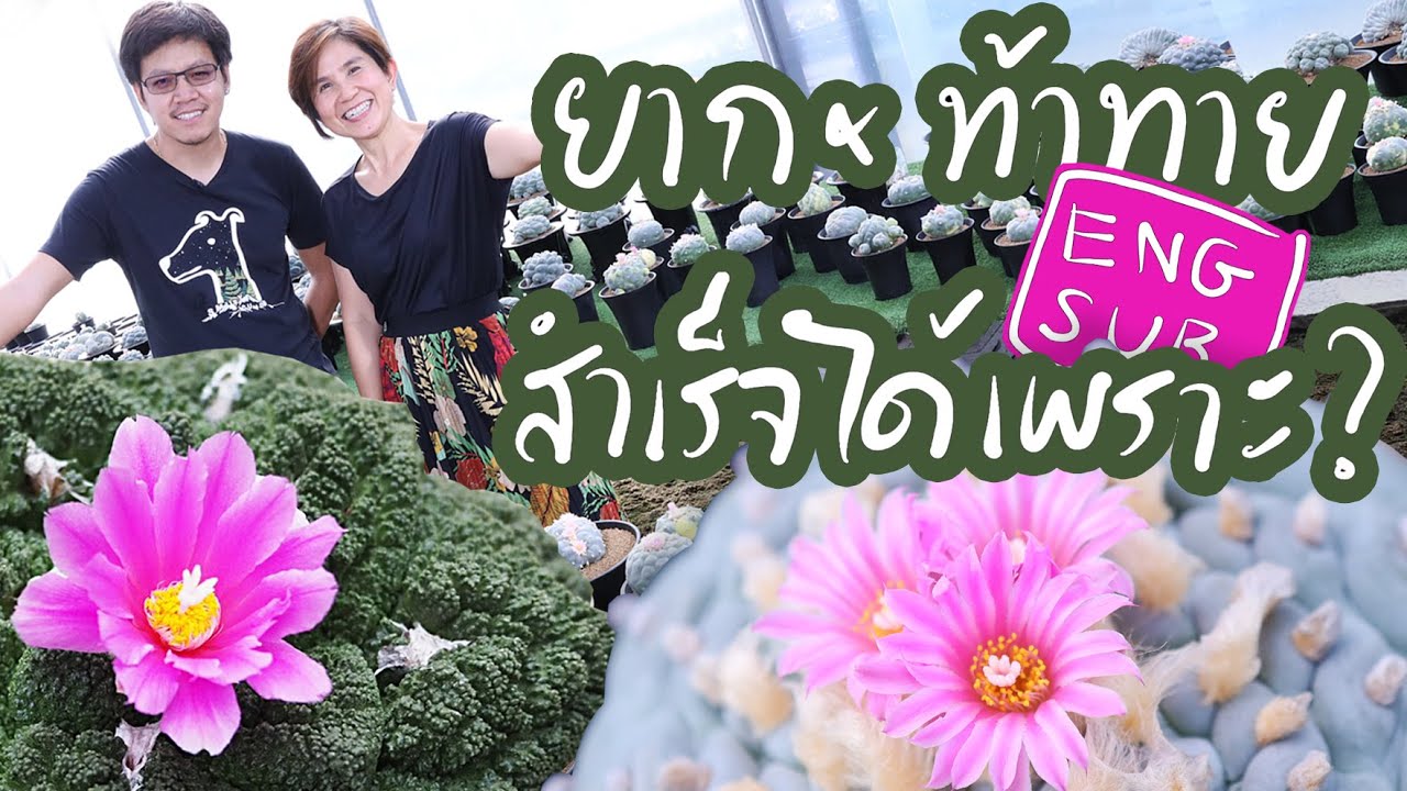 หนึ่งในที่สุดของ Ariocarpus&Lophophora ยากท้าทาย แต่ Mr.Basoทำสำเร็จได้เพราะ? | Cactus Journey EP.23