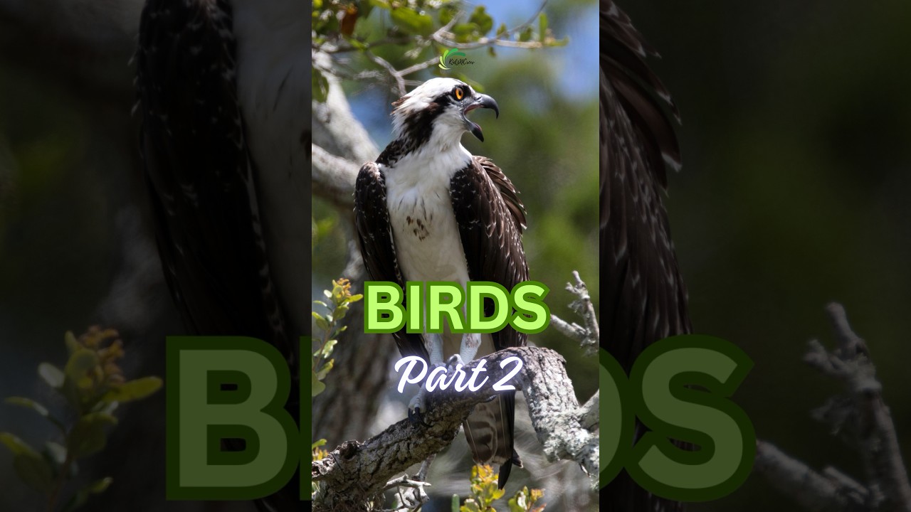 Wings of Wonder: A Spotlight on 10 Bird Species | Part 2 