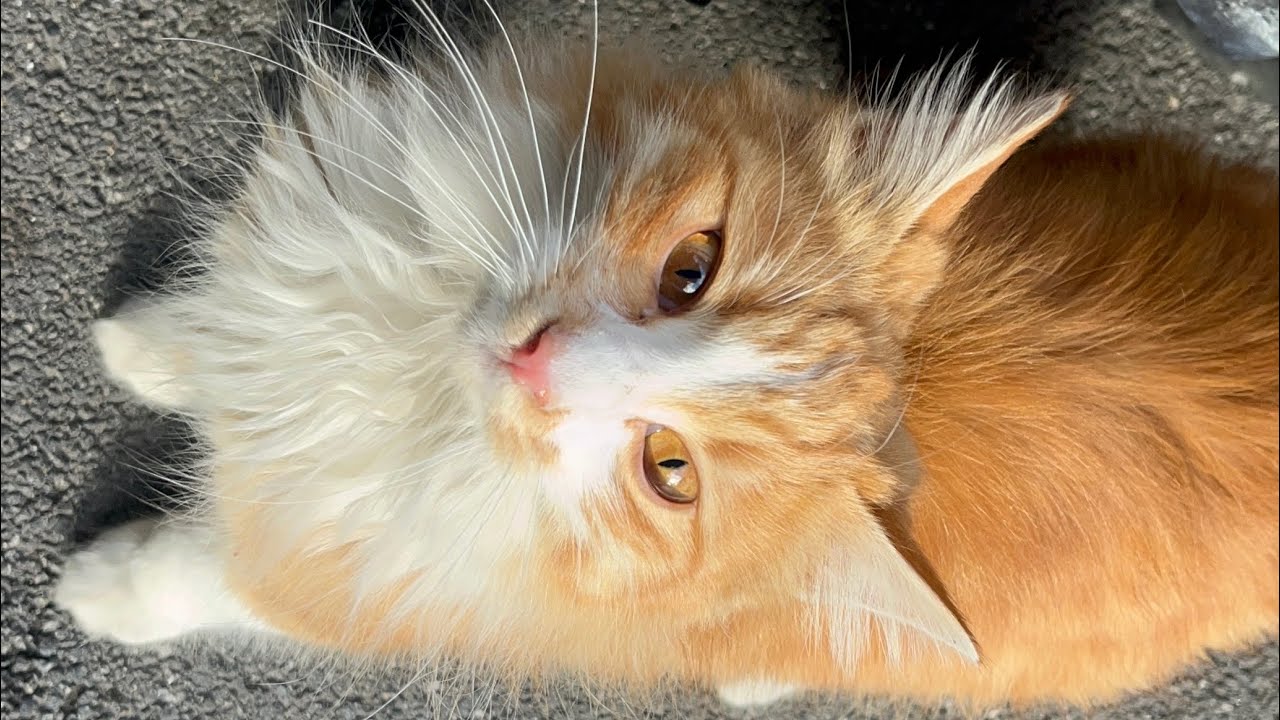 What an adorable orange kitten!