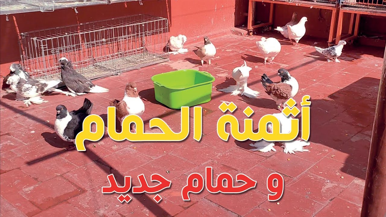 أثمنة الحمام و حمام جديد 👇💪✅