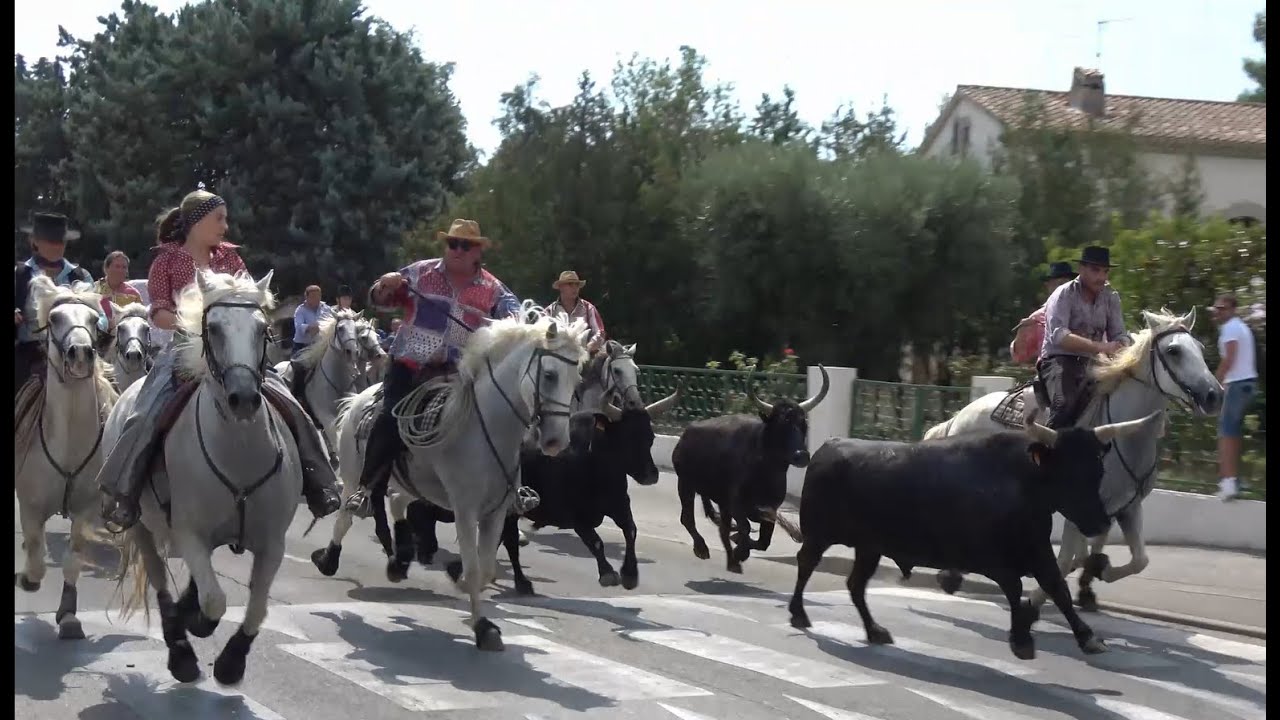 Lattes ▶Festival d'Abrivado◀ 25.08.2023.