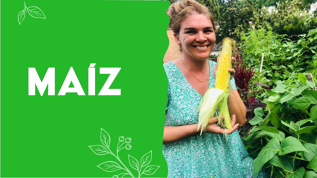 Cultivo de MAIZ/ CHOCLO en tu huerta orgánica casera
